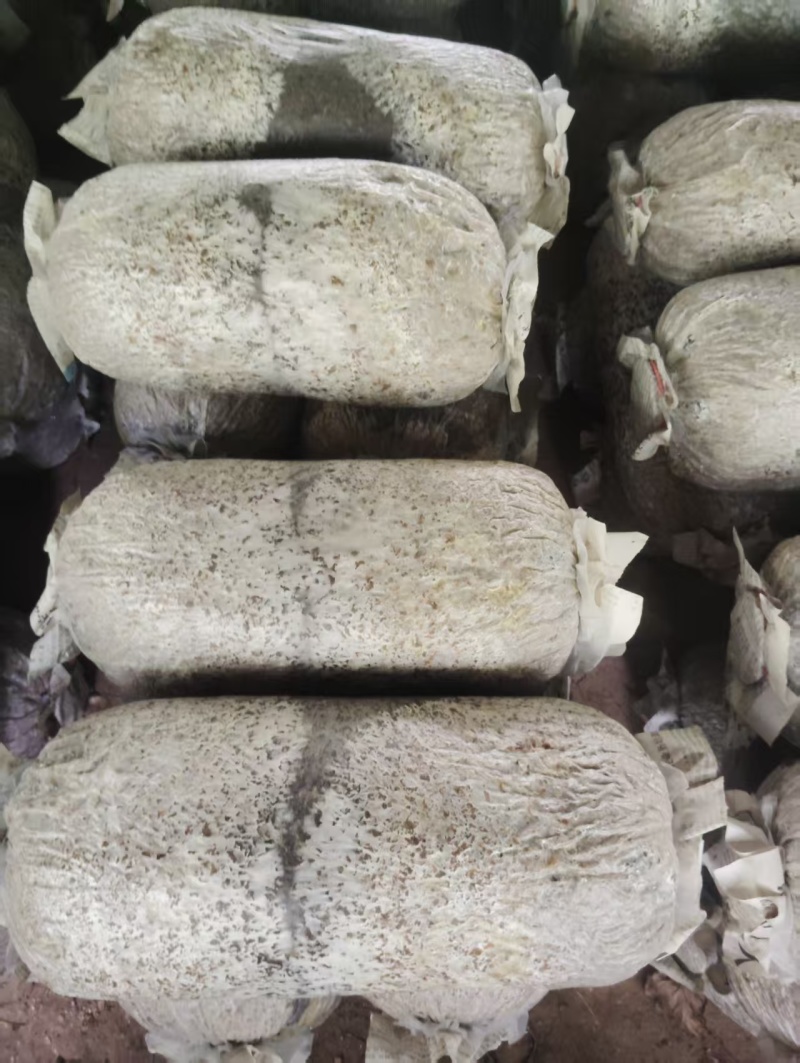 平菇菌棒熟料栽培产量高基地看货技术免费服务指导