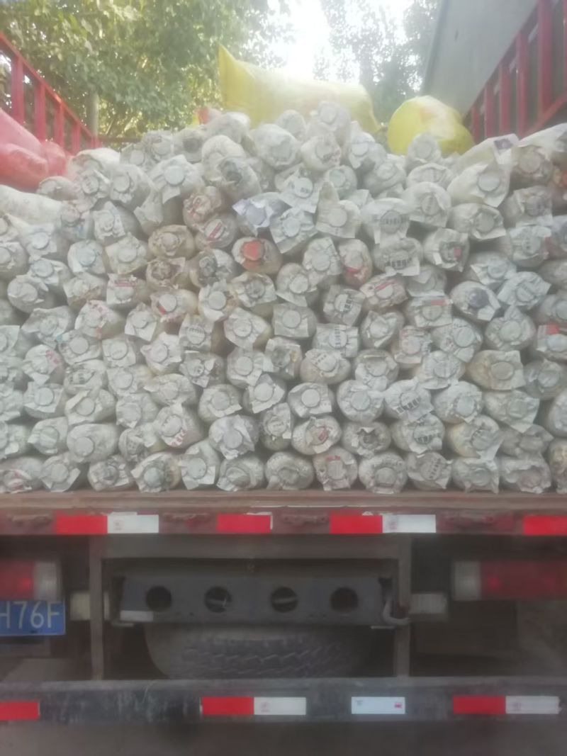 平菇菌棒熟料栽培产量高基地看货技术免费服务指导