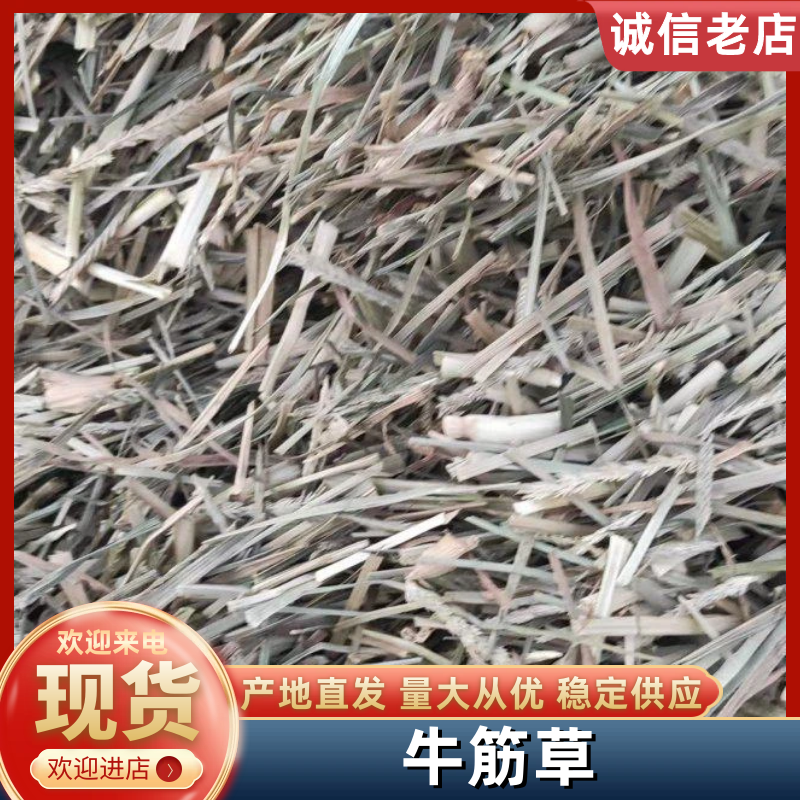 牛筋草产地直供全国发货欢迎采购量大从优支持视频看货