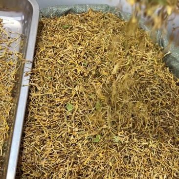 正宗云南金银花散装现货大货批发量大价优新花云南金