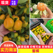 【热卖】蜜橘柑桔现摘现发皮薄汁多对接电商市场外贸