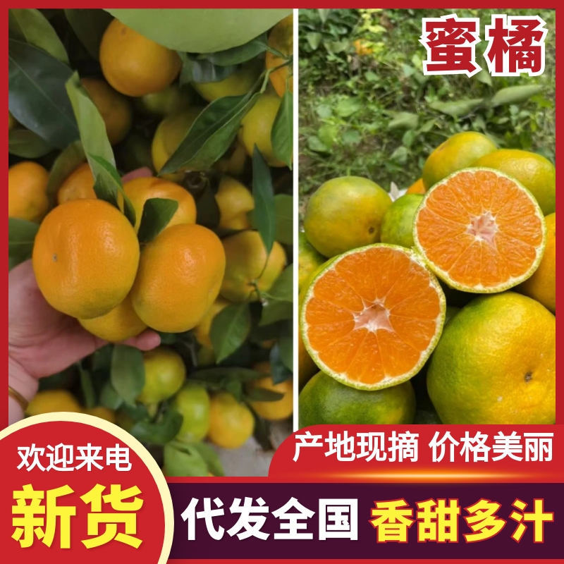 精品蜜橘高山蜜橘柑桔电商社团市场外贸出口美团