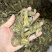 三七云南文山三七中药批发