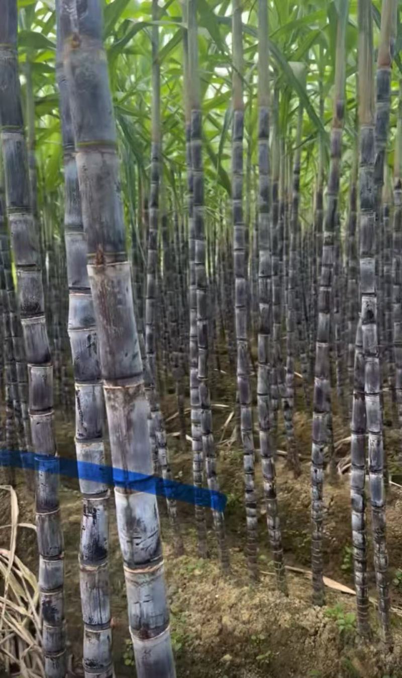 黑皮甘蔗口感好甜度好水分足耐储存运输全国接单现场挑货满意为止