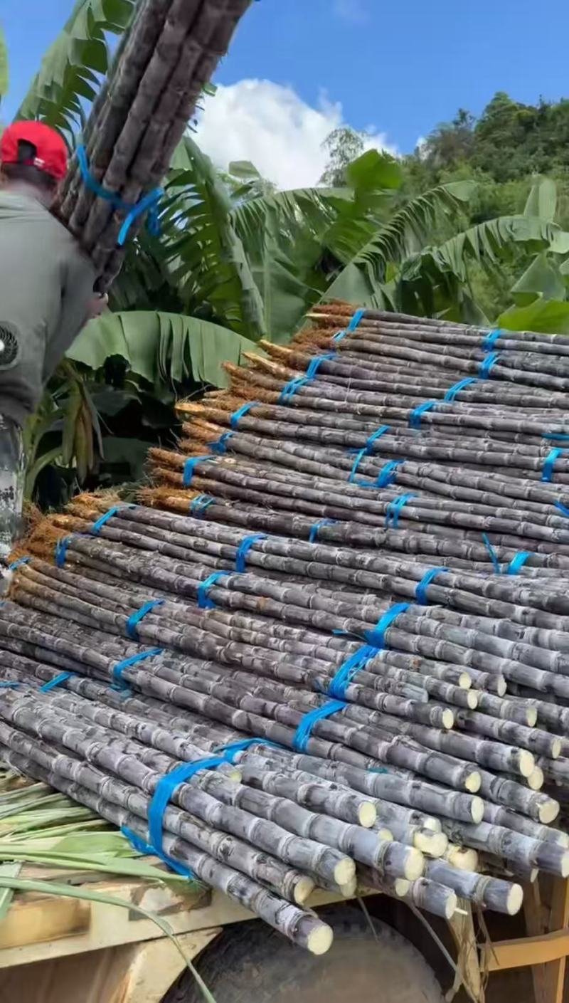 黑皮甘蔗口感好甜度好水分足耐储存运输全国接单现场挑货满意为止