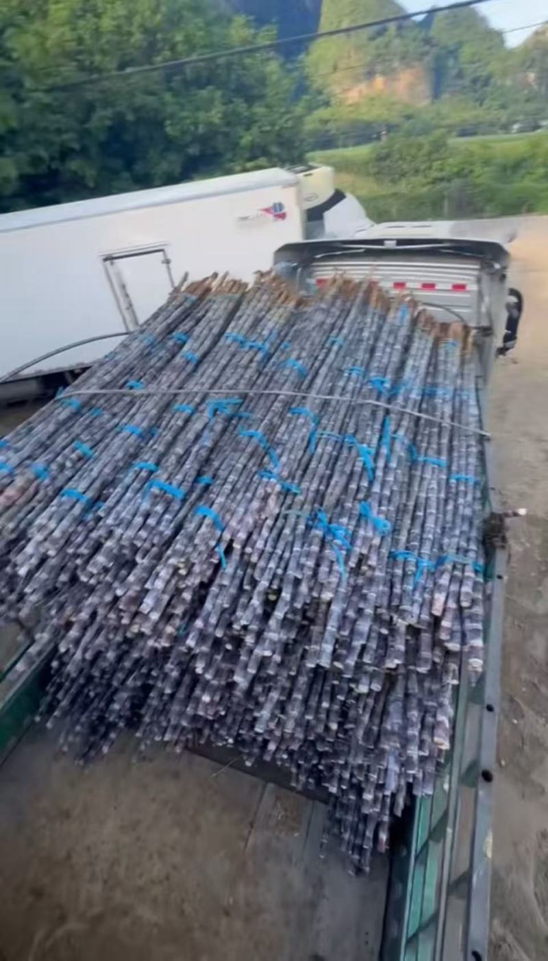 黑皮甘蔗口感好甜度好水分足耐储存运输全国接单现场挑货满意为止