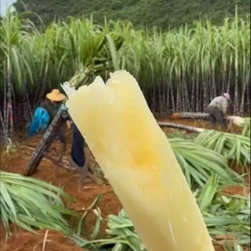 河南黑品甘蔗接长量大按要求分拣打包打捆装车承接加工批发电商
