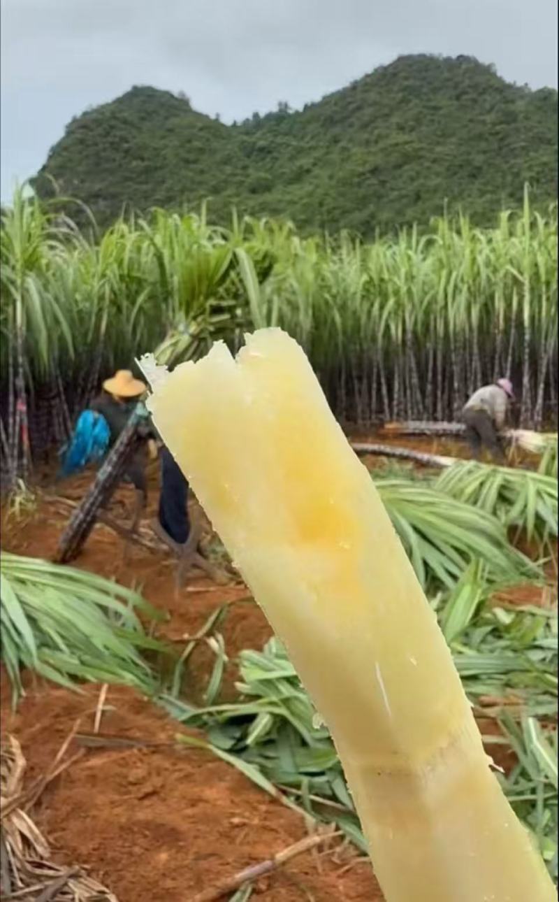 河南黑品甘蔗接长量大按要求分拣打包打捆装车承接加工批发电商