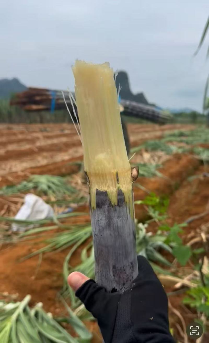 河南黑品甘蔗接长量大按要求分拣打包打捆装车承接加工批发电商
