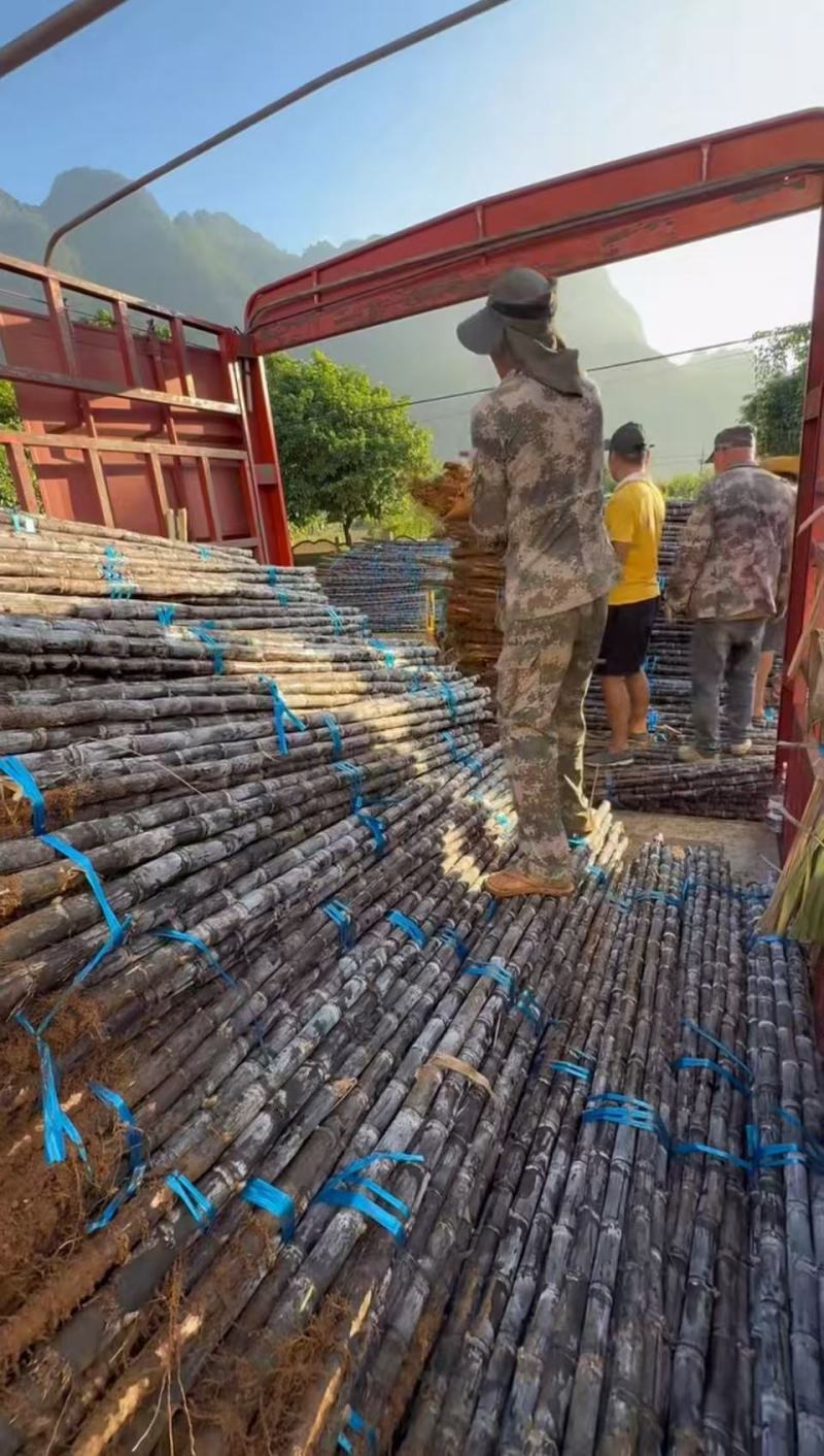 河南黑品甘蔗接长量大按要求分拣打包打捆装车承接加工批发电商