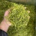大量现货湖南金银花现货供应中金银花湖南金银花