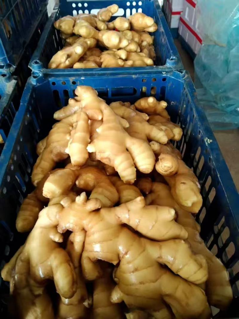【售后无忧】大黄姜水洗出口贸易量大发货欢迎联系