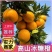 【冰糖橙】果园现摘现发/(批发商超电商)可全国发货