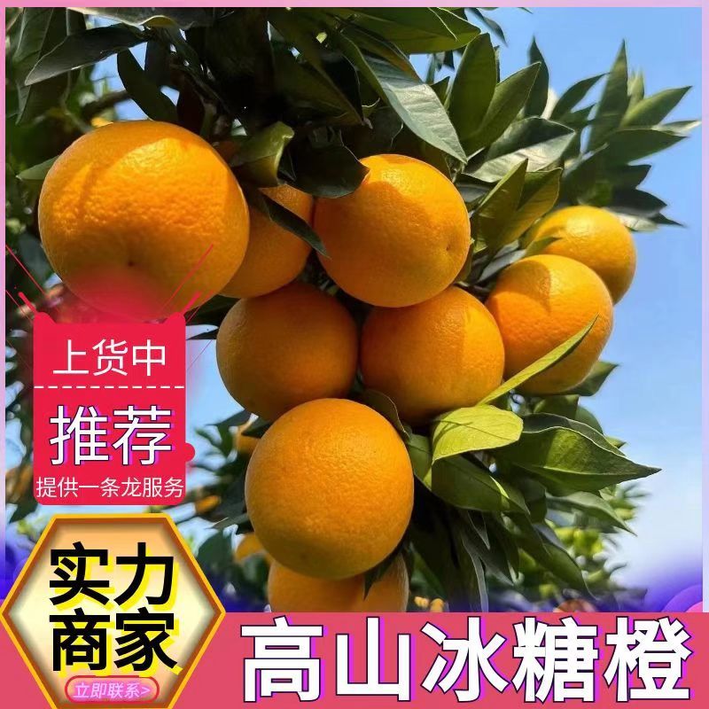 【冰糖橙】果园现摘现发/（批发商超电商）可全国发货
