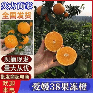 爱媛38果冻橙/爱媛橙/基地直供/现摘现发/产地代发全国
