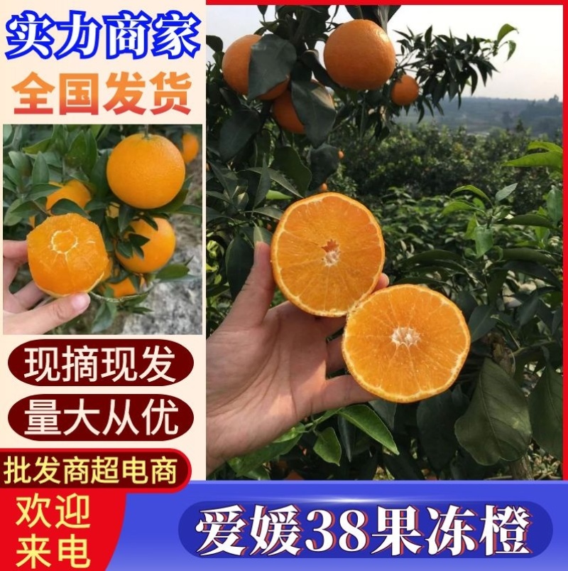 爱媛38果冻橙/爱媛橙/基地直供/现摘现发/产地代发全国
