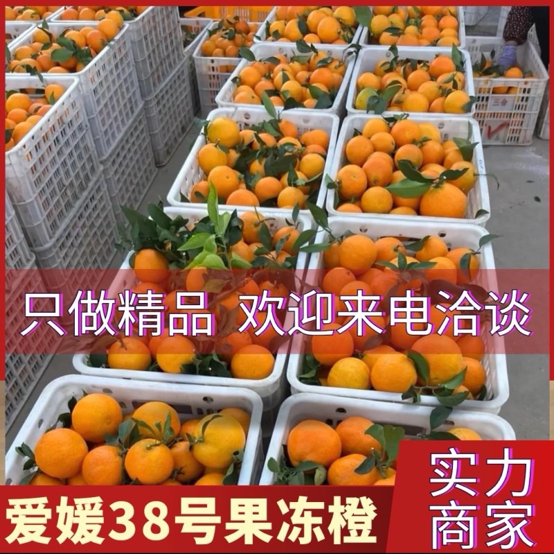 爱媛38号&爱媛果冻橙&爱媛橙/基地现货直供/可发全国