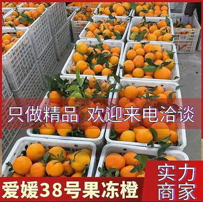 爱媛38号&爱媛果冻橙&爱媛橙/基地现货直供/可发全国