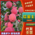 《实力推荐》红富士苹果/市场货电商货/保质保量/全国发货