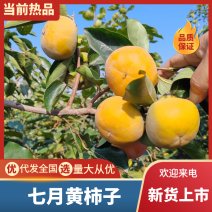 陕西阳丰柿子大量成熟，电商货市场货都有，口感脆甜果面干净