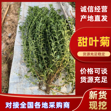 甜叶菊大量供应支持视频和实地看货品质保证欢迎致电咨询