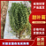 甜叶菊大量供应支持视频和实地看货品质保证欢迎致电咨询
