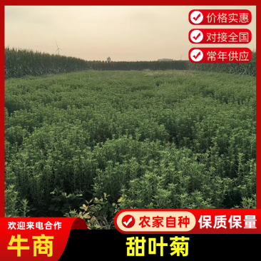 【基地直发】甜叶菊统货甜叶菊量大从优代发全国欢迎