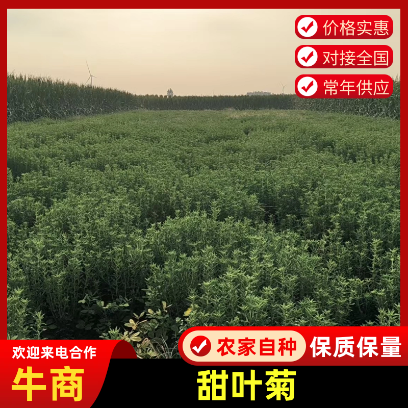 【基地直发】甜叶菊统货甜叶菊量大从优代发全国欢迎