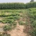 【基地直发】甜叶菊统货甜叶菊量大从优代发全国欢迎