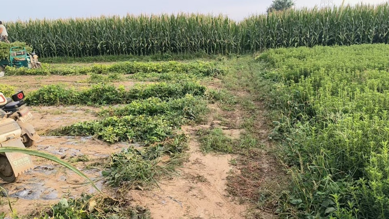 【基地直发】甜叶菊统货甜叶菊量大从优代发全国欢迎