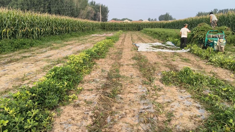 【基地直发】甜叶菊统货甜叶菊量大从优代发全国欢迎