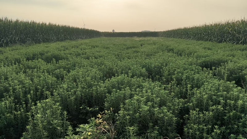 【基地直发】甜叶菊统货甜叶菊量大从优代发全国欢迎