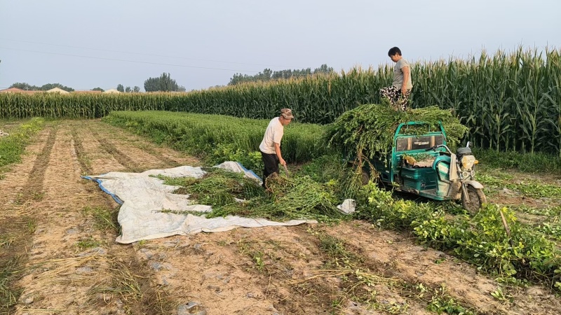 【基地直发】甜叶菊统货甜叶菊量大从优代发全国欢迎
