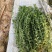【基地直发】甜叶菊统货甜叶菊量大从优代发全国欢迎
