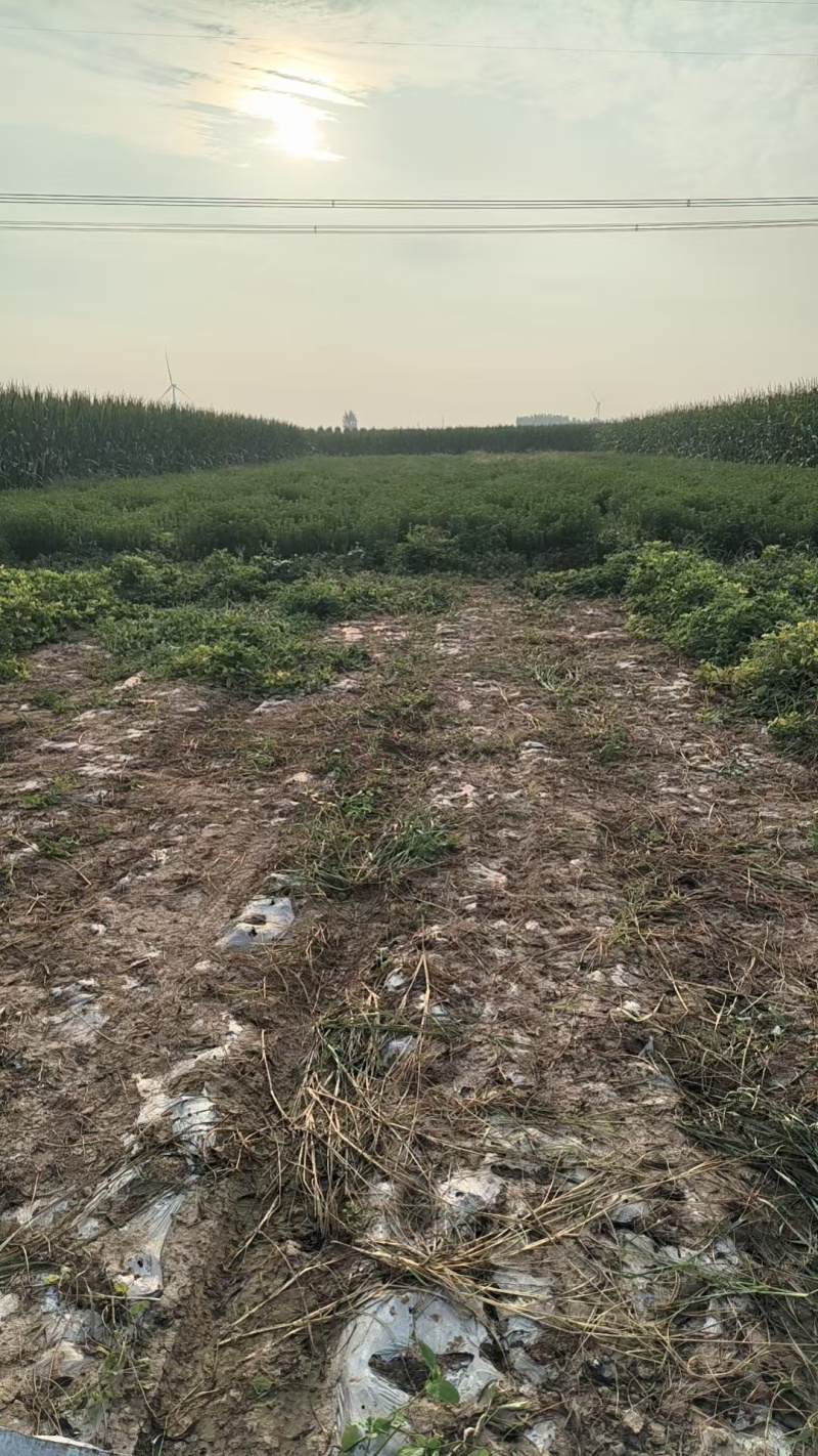 甜叶菊大量供应支持视频和实地看货品质保证欢迎致电咨询