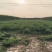 甜叶菊大量供应支持视频和实地看货品质保证欢迎致电咨询