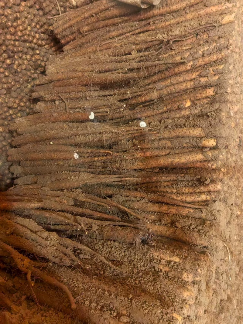 双棒山药，大量卖货，对接全国，货源充足，口感细腻
