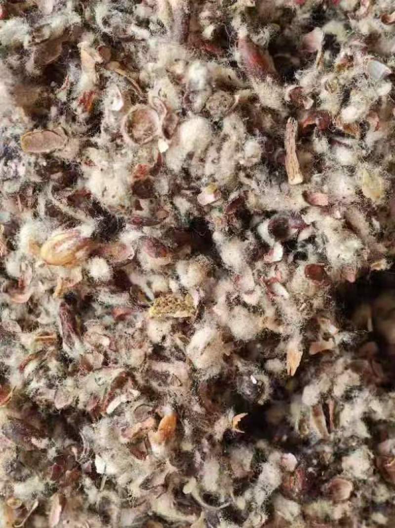 新疆棉壳量大从优价格美丽可视频看货诚信经营