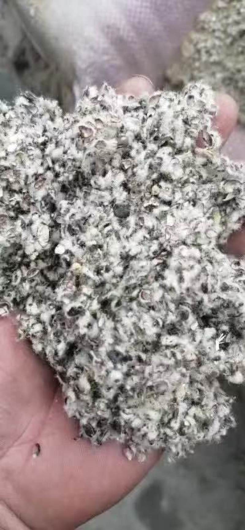 新疆棉壳量大从优价格美丽可视频看货诚信经营