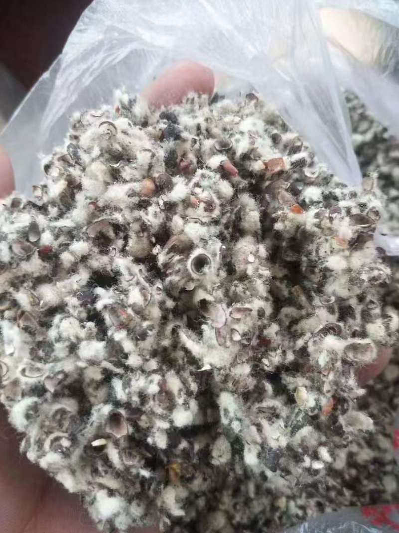 新疆棉壳量大从优价格美丽可视频看货诚信经营