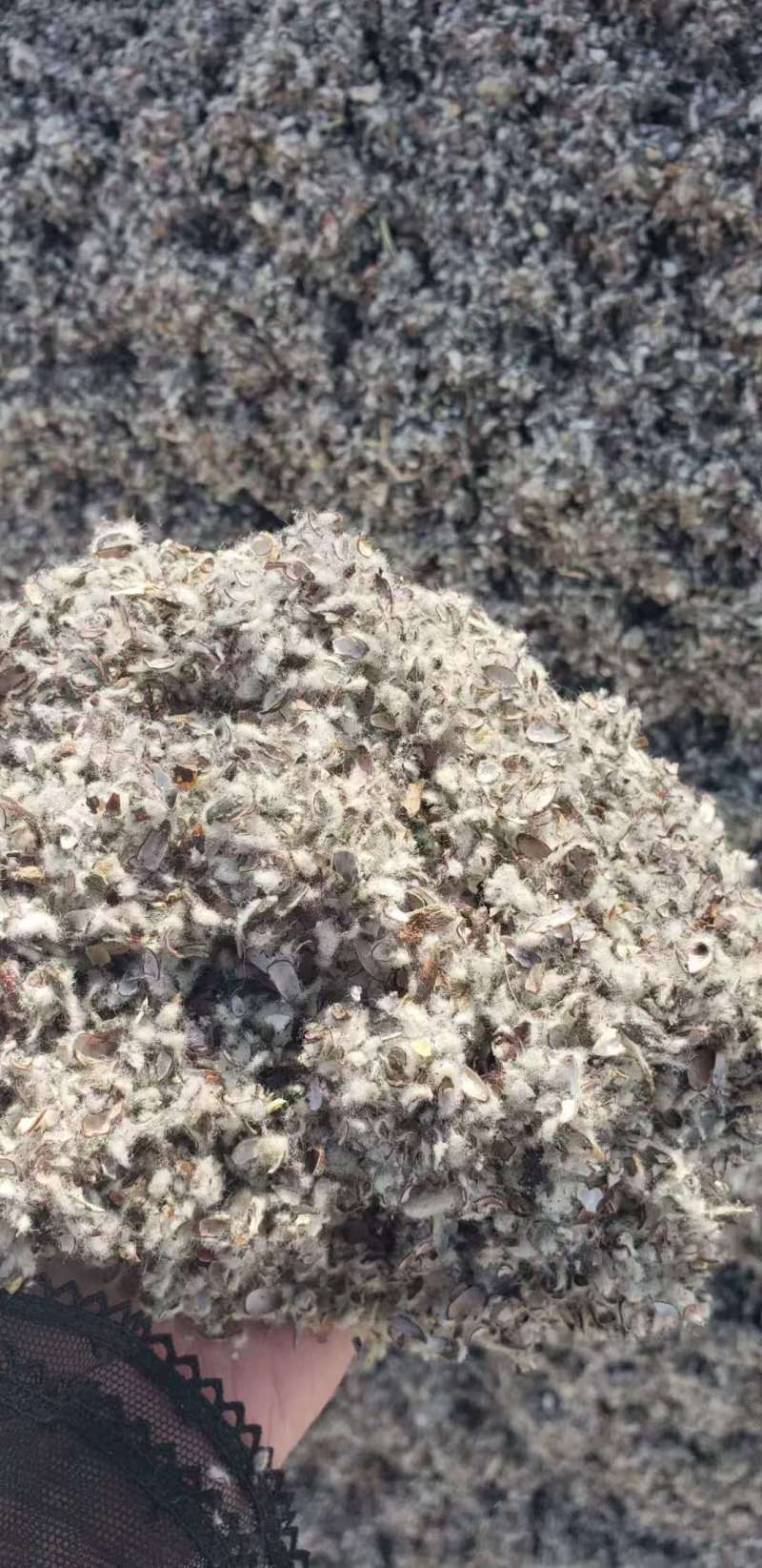 新疆棉壳量大从优价格美丽可视频看货诚信经营
