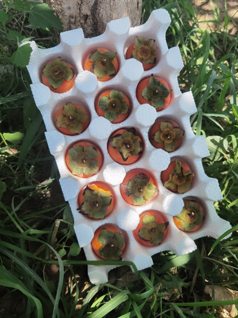 当季软甜火晶柿子，量大从优