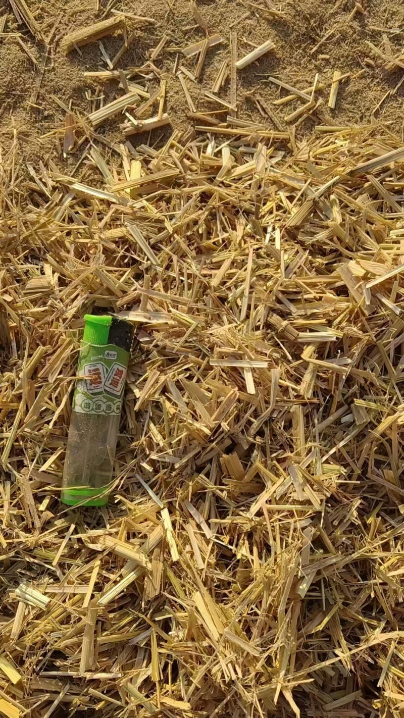 稻草草节喂牛种食用菌都可以无土无膜无霉变