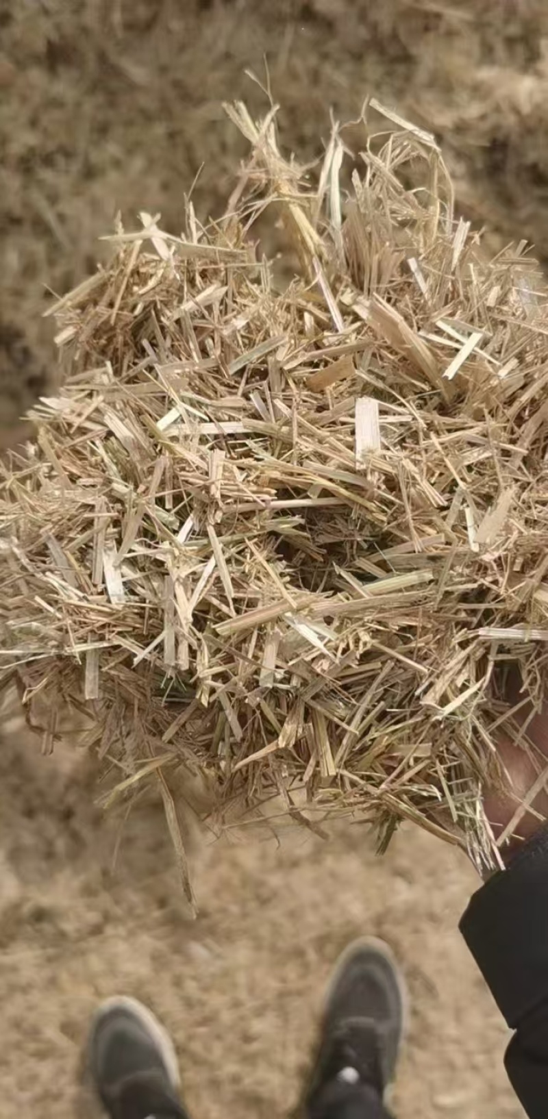 稻草草节喂牛种食用菌都可以无土无膜无霉变