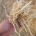 稻草草节喂牛种食用菌都可以无土无膜无霉变