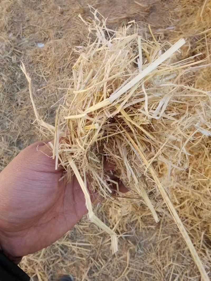 稻草草节喂牛种食用菌都可以无土无膜无霉变