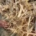 稻草草节喂牛种食用菌都可以无土无膜无霉变