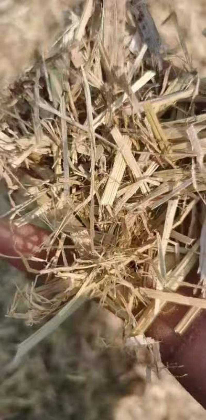 稻草草节喂牛种食用菌都可以无土无膜无霉变