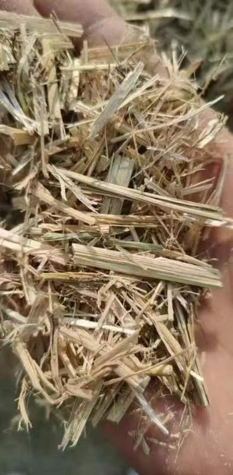 稻草草节喂牛种食用菌都可以无土无膜无霉变