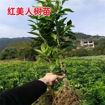 正宗红美人树苗桔子树苗地栽南方种植现挖现发